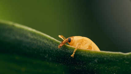 small weevil walking on a green leaf