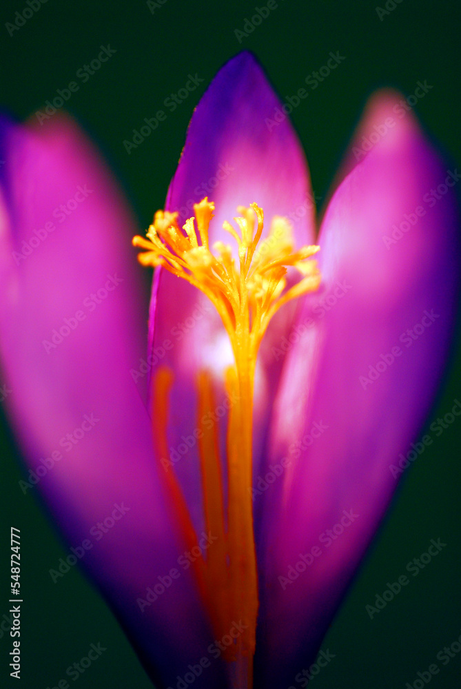 Wall mural Macro photography of Crocus nudiflorus flower