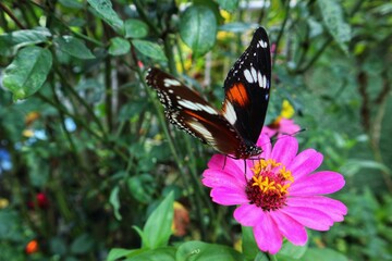 flower zinia with butterfly in the garden