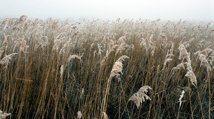 Fototapeta premium Reeds and fog in a freshwater lagoon