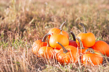 Many ripe orange pumpkins in field, space for text