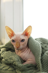 Beautiful Sphynx cat wrapped in soft blanket at home. Lovely pet