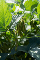 Fototapeta premium soybean pods