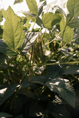 soybean pods