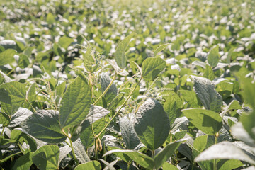 soybean pods