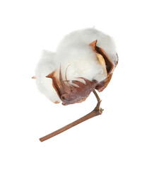 Beautiful fluffy cotton flower isolated on white