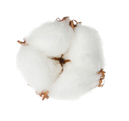 Beautiful fluffy cotton flower isolated on white