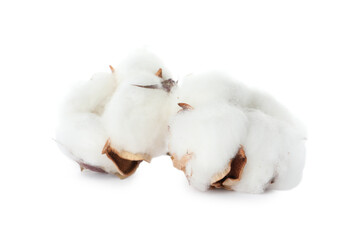 Beautiful fluffy cotton flowers on white background