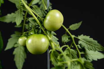 Growing tomatoes from seeds, step by step. Step 12 - lots of green tomatoes on branches on a black background