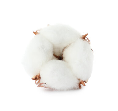 Beautiful fluffy cotton flower isolated on white