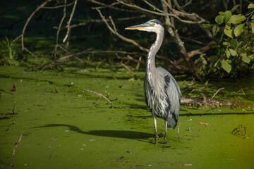 great blue heron in pond in sun