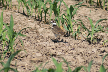 killdeer bird in a cornfield on a farm