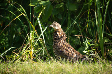 prairie chicken in grass on side of the road