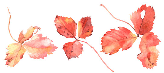 set of watercolor strawberry leaves. old red leaves. torn and with dark spots. for the design of the forest and garden theme
