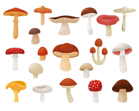 Set of forest mushrooms. Fresh edible and poisonous mushrooms cartoon vector