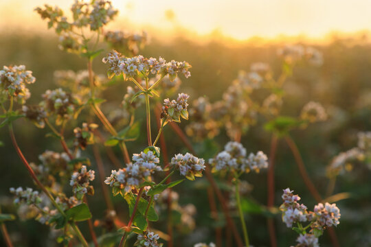 Many beautiful buckwheat flowers growing in field, closeup