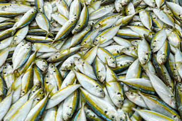Obraz premium Fresh fish, sardines and horse mackerel, freshly caught. Medium-sized sardines, super fresh. Fish fished by traditional omanian techniques. Oman.