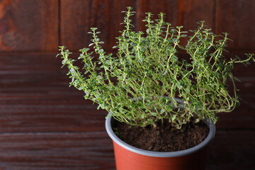 Aromatic green potted thyme on wooden table, closeup. Space for text