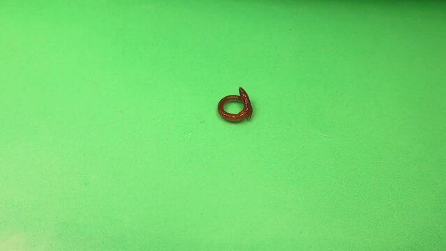 Earthworm in isolated on green background.
It's also called red worm Dendrobaena.
Earth worm live bait for fishing.
Earthworms, insects, insect.
Bugs, bug.
Animals, animal.
Garden, agriculture, farm