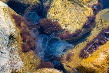 White transparent jellyfish dance in the water. The animal world of the seas and oceans.