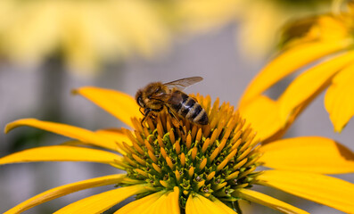 Zapracowana pszczoła na żółtym kwiatku © Paweł Kacperek