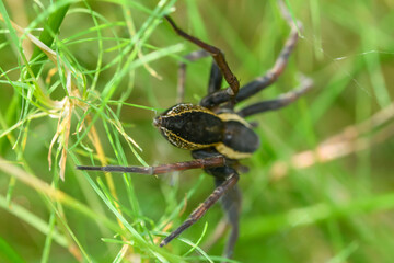 Duży czarny pająk bagnik przybrzeżny z żółtym paskiem na boku czający się w trawie - obrazy, fototapety, plakaty