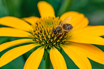 Pszczoła na siedzącą na kwiatku podobnym do słoneczników  - obrazy, fototapety, plakaty