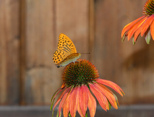 Pomarańczowa dostojka motyl na brązowym tle