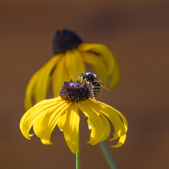 Czarno-żółta osa owad siedząca  na kwiatku zbierająca nektar  © Paweł Kacperek