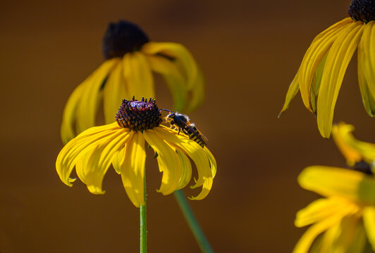 Czarno-żółty owad siedzący  na kwiatku zbierający nektar 