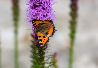 Pomarańczowy motyl z czarnymi plamkami na skrzydłach rusałka dostojka admirał na fioletowymi kwitnącym kwiatku 