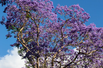Jacaranda tree with blue sky.