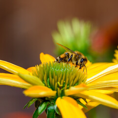 Zbierająca pyłek kwiatowy pszczoła miodna sfotografowana na żółtej jeżówce  © Paweł Kacperek
