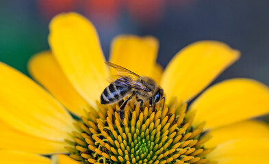 Osa siedzącą na kwiatku zbierająca pyłek kwiatowy  © Paweł Kacperek