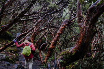 A woman hiking in a paper tree forest endemic to the mid- and high-elevation regions of the...