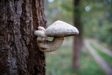 Beautiful autumn tree with mushrooms and moss in forest