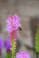 Trzmiel na fioletowym kwitnącym kwiatku zbierająca pyłek