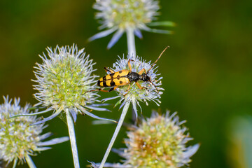 Żółty Owad chrząszcz, baldurek pstrokaty, siedzący na kwiatku