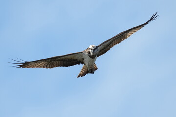 osprey is hunting a fish