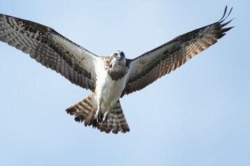 osprey is hunting a fish