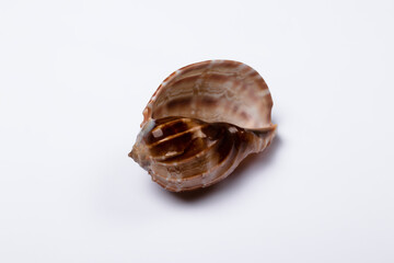 Caranbol clam shell