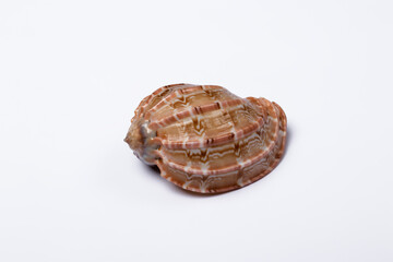 Caranbol clam shell