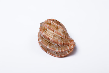 Caranbol clam shell