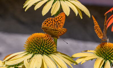 Pomarańczowy motyl dostojka siedzący na kwitnącym kwiatku - obrazy, fototapety, plakaty