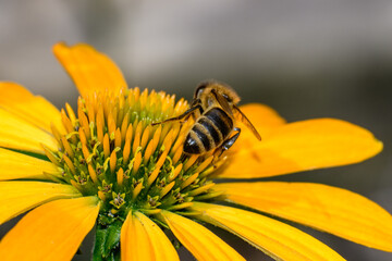 Pszczoła miodna sfotografowana podczas zbierania nektaru z kwiatka  © Paweł Kacperek