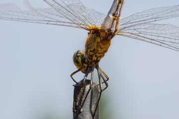 Ważka siedzącą na pręcie z szeroko rozłożonymi skrzydłami  © Paweł Kacperek