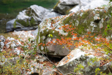 紅葉と渓谷の綺麗な秋の長門峡　山口県