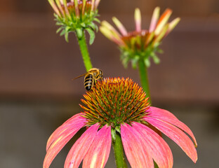 Pszczoła miodna sfotografowana podczas zbierania nektaru z kwiatka  © Paweł Kacperek