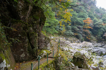 紅葉と渓谷の綺麗な秋の長門峡　山口県