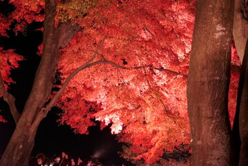 t has became so autumn